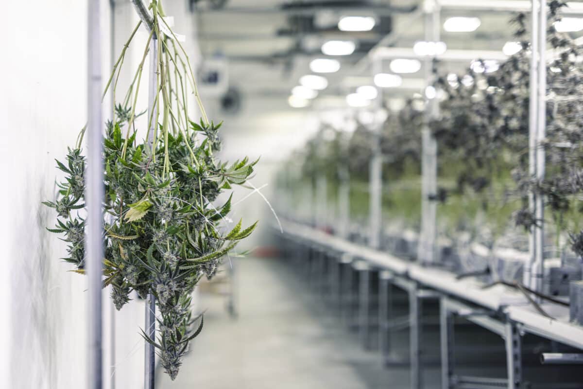 Licensed cannabis cultivation facility with mature plants