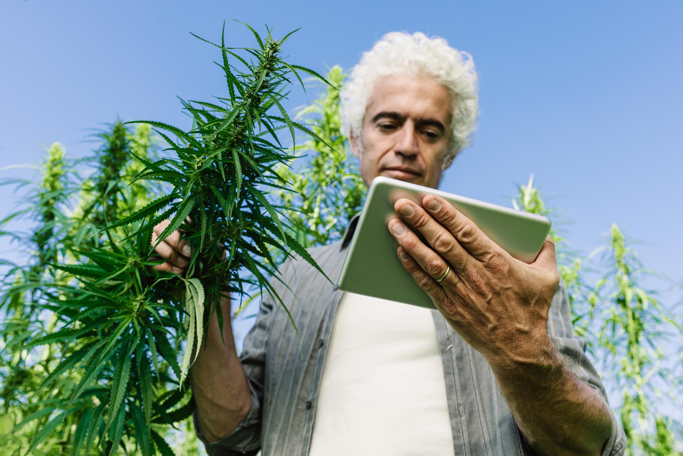2019 Enterprise Resource Planning for the Cannabis Industry