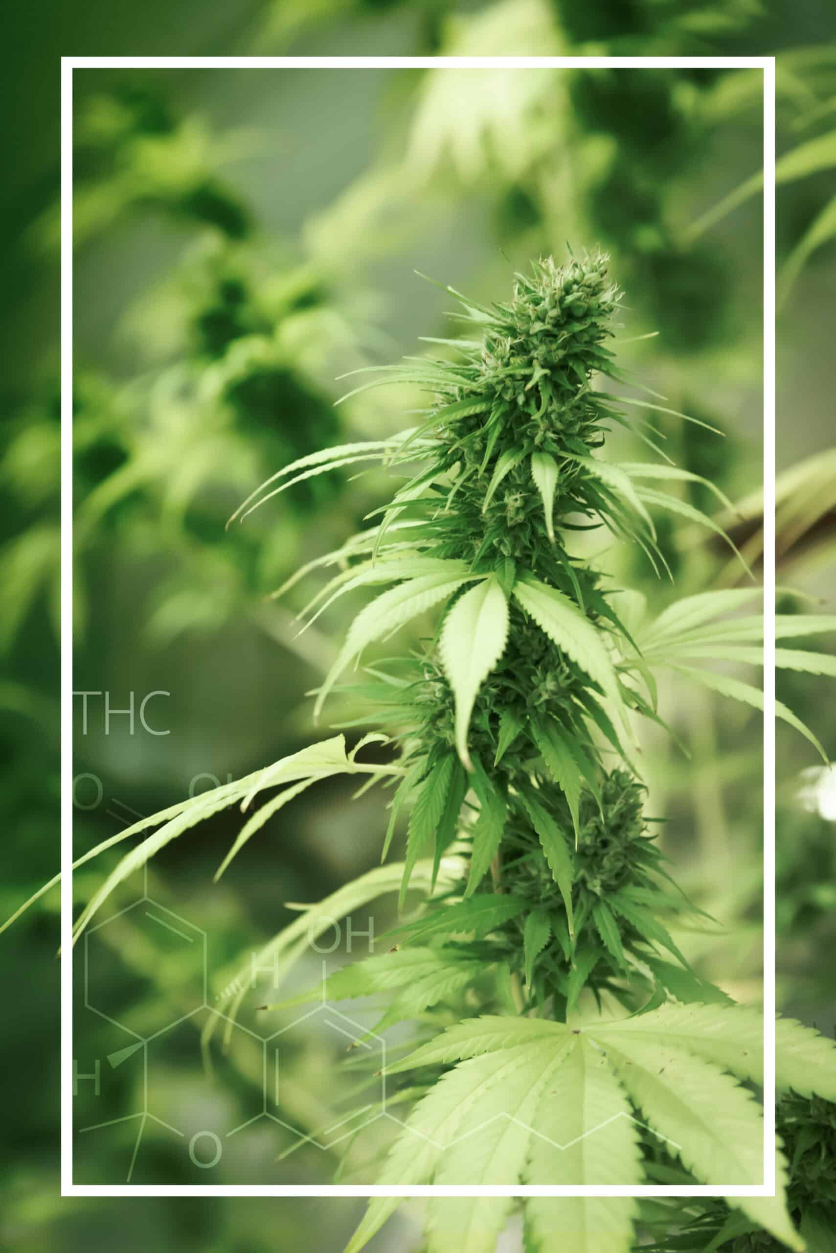 Decades of Experience Implementing Cannabis Software