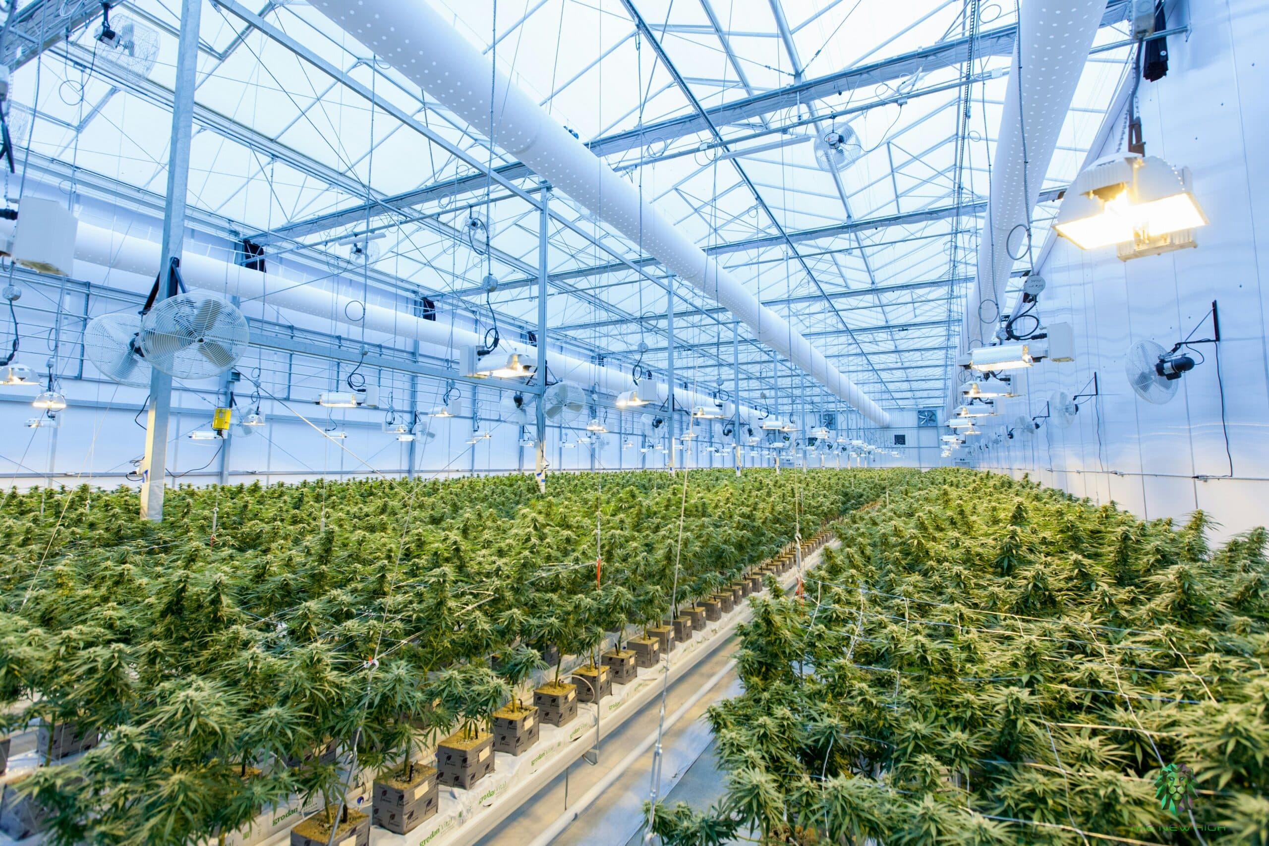 Cannabis Moves to Schedule III — What the DEA’s Final Order Actually Changes for Operators
